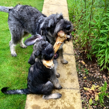 Two happy Schnauzers, including puppy, holding ostrich bones chewing natural high protein low fat dog treats for dental health and play.